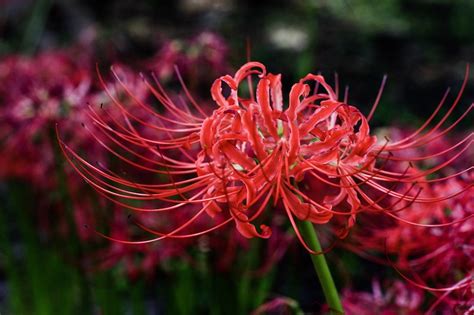 彼岸花花語日本|彼岸花の花言葉（誕生花、英語、季節） 